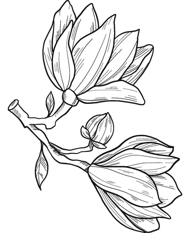 Magnolia Flowers Coloring Page